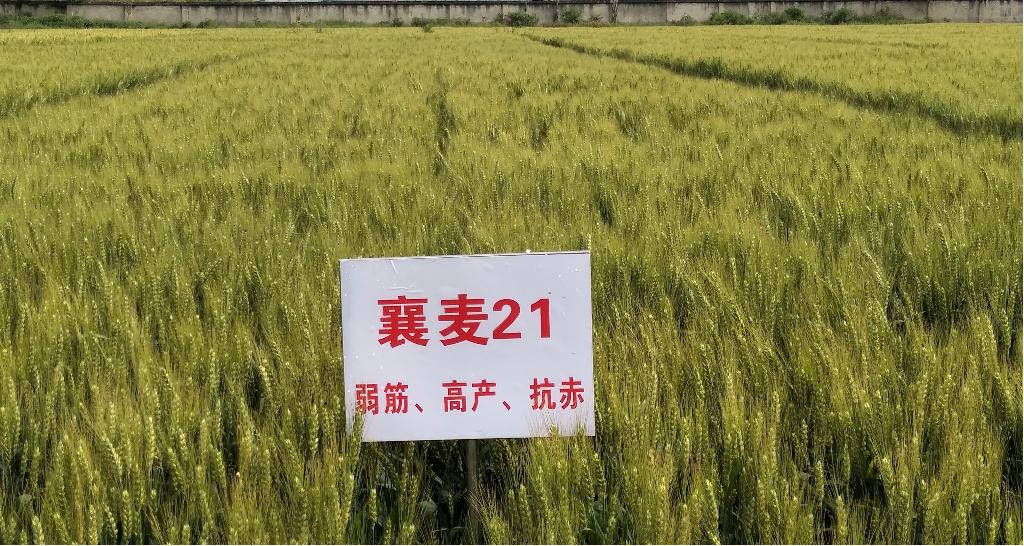 152439102.jpg 图片1_副本.jpg