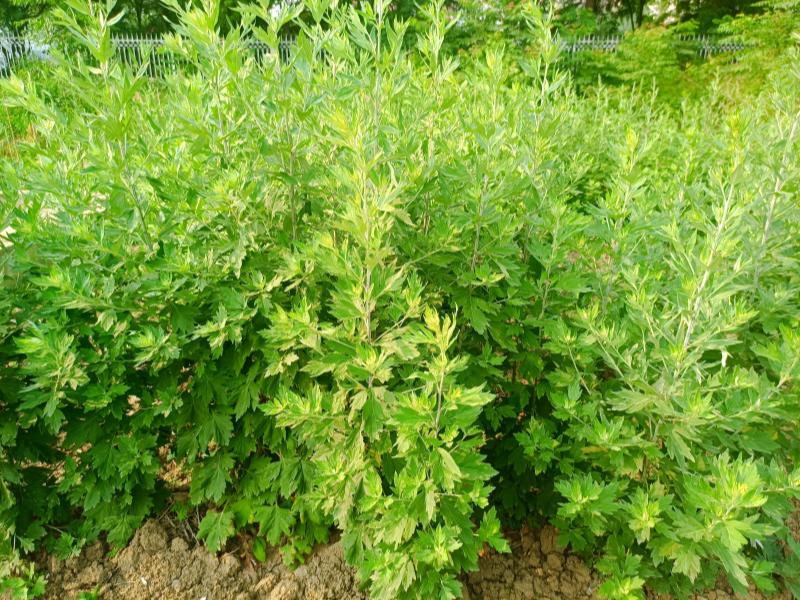 113641123.jpg 微信图片_20250529113459_副本.jpg